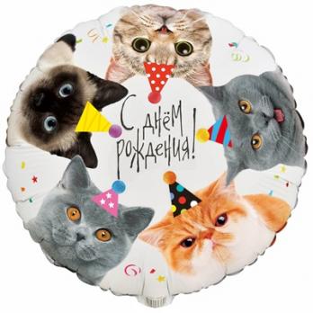 Шар круг "С Днем Рождения Котики фотографичные"